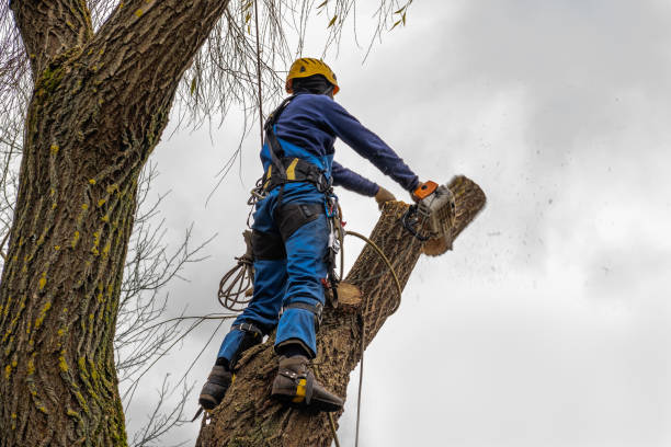 Professional Tree Care  in Borger, TX