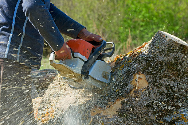 How Our Tree Care Process Works  in  Borger, TX